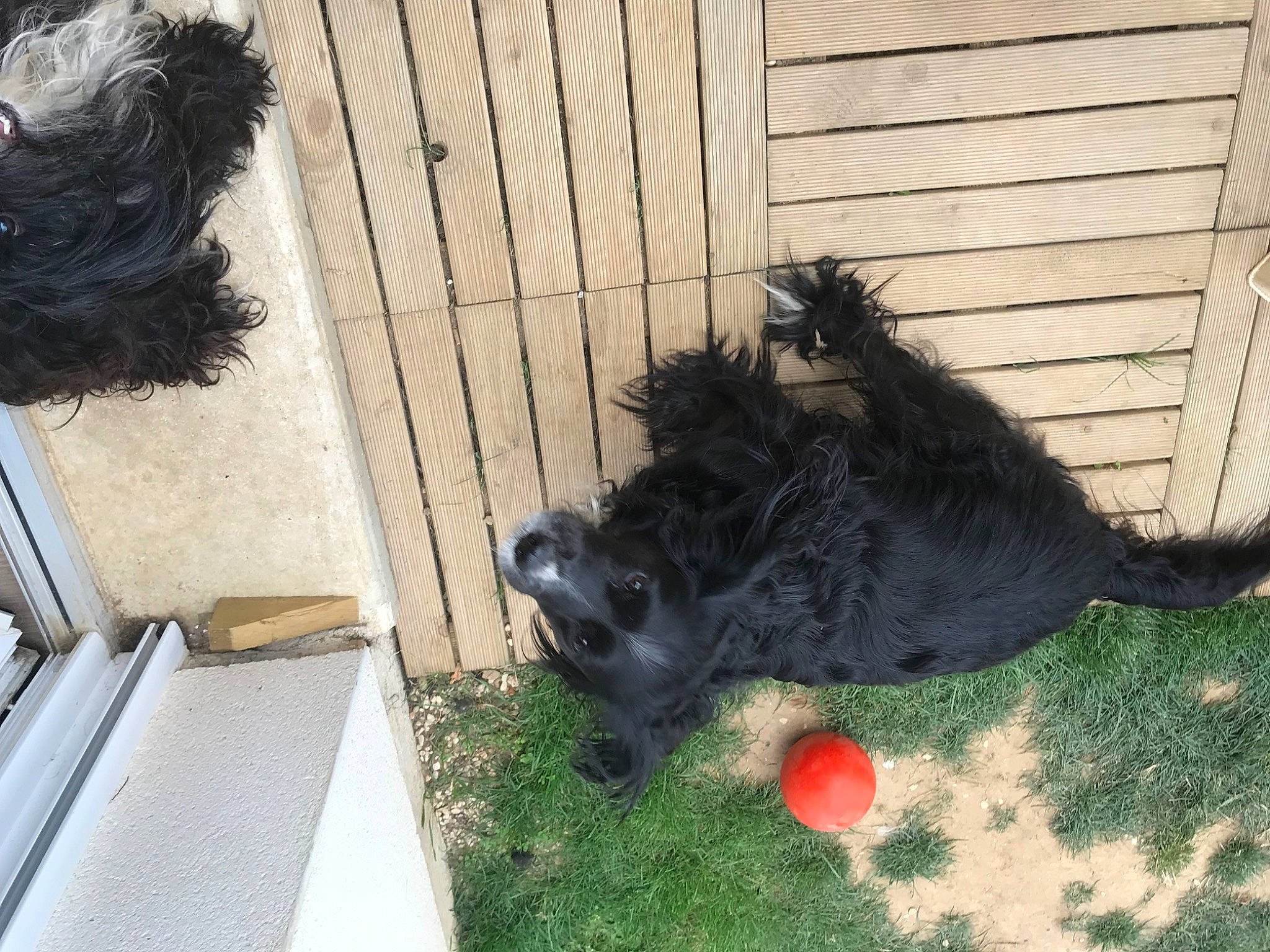 Ony a rejoint le concours — aidez-le/la à gagner de superbes lots ! ball, canidae, carnivore, companion_dog, dog, dog_breed, dog_supply, flooring, fur, grass, guard_dog, mammal, non_sporting_group, pet_supply, sporting_group, tail, toy, vertebrate, yard