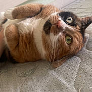Flora participe au concours pour gagner de l'argent avec cette photo : animal, bed, calico, cat, closeup, curious, cute, domestic, eyes, feline, fur, indoor, mammal, mattress, paw, pet, relaxed, resting, texture, whiskers