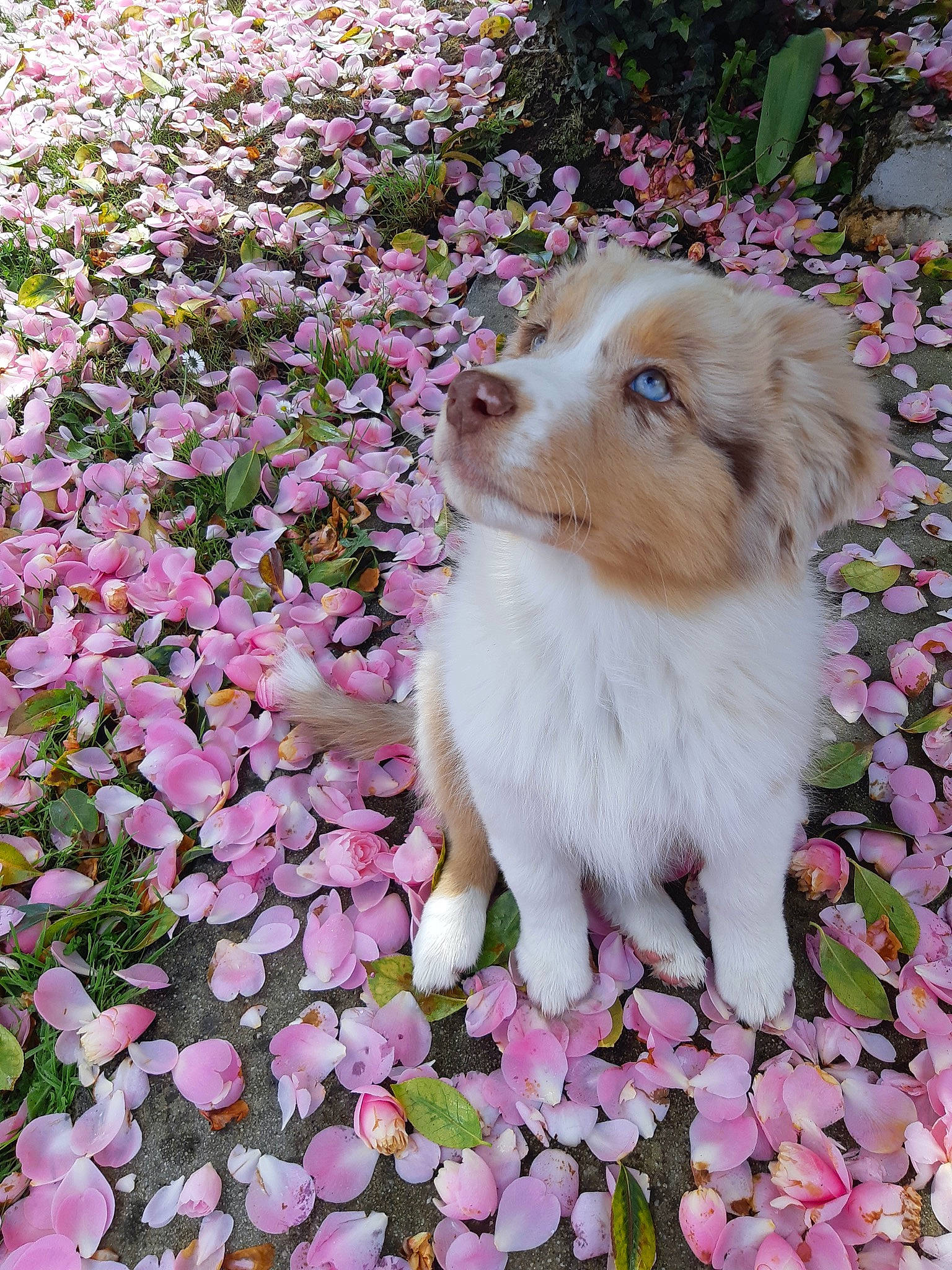 Sierra a rejoint le concours — aidez-le/la à gagner de superbes lots ! annual_plant, blossom, botany, carnivore, companion_dog, dog, dog_breed, fawn, flower, flowering_plant, garden, grass, groundcover, liver, magenta, petal, pink, plant, shrub, tree