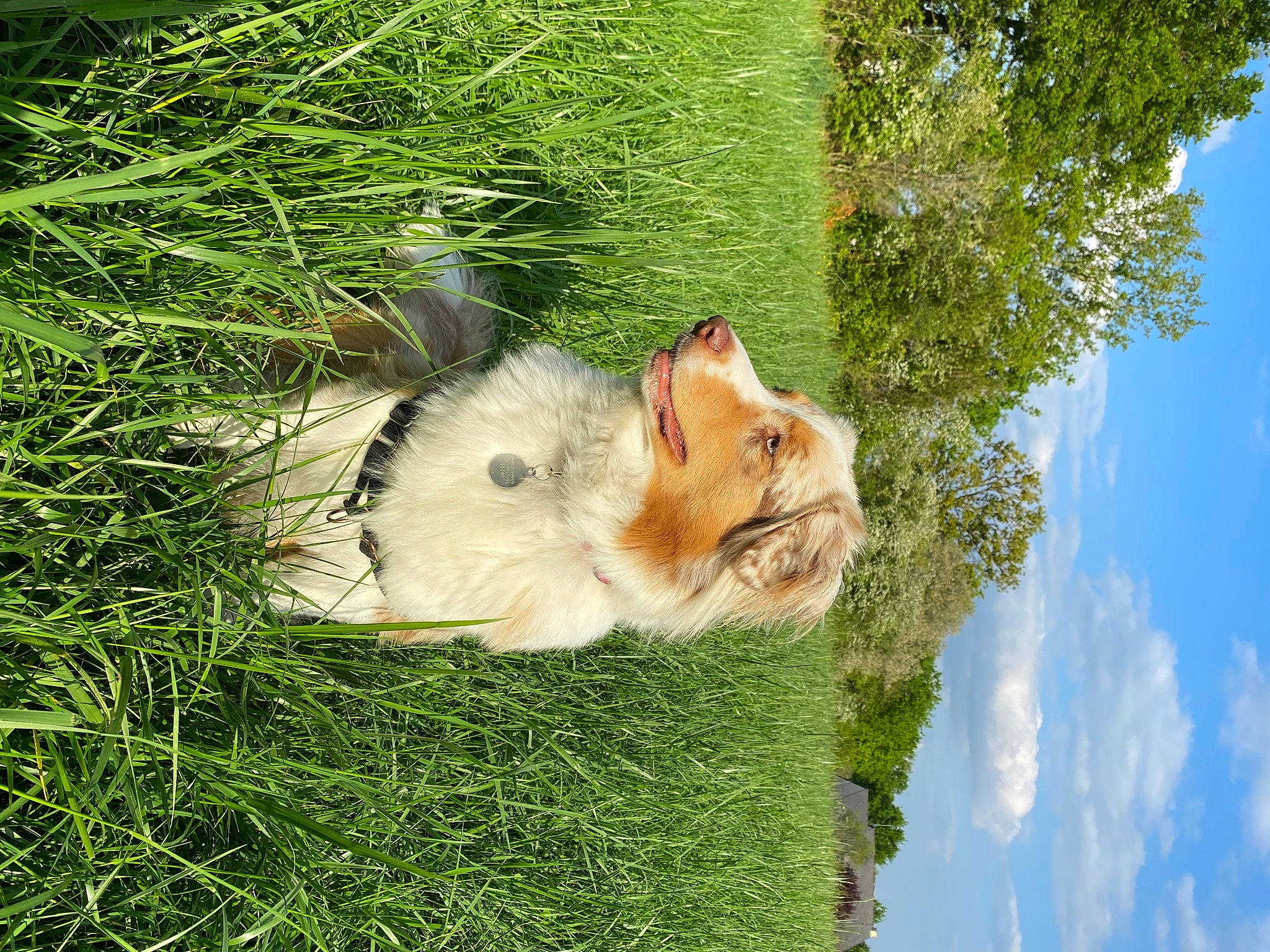 Sierra participe au concours pour gagner de l'argent avec cette photo : canidae, carnivore, cloud, companion_dog, dog, dog_breed, fawn, felidae, fur, grass, plant, sky, small_to_medium_sized_cats, snout, sporting_group, tail, tree, trunk, whiskers, wood