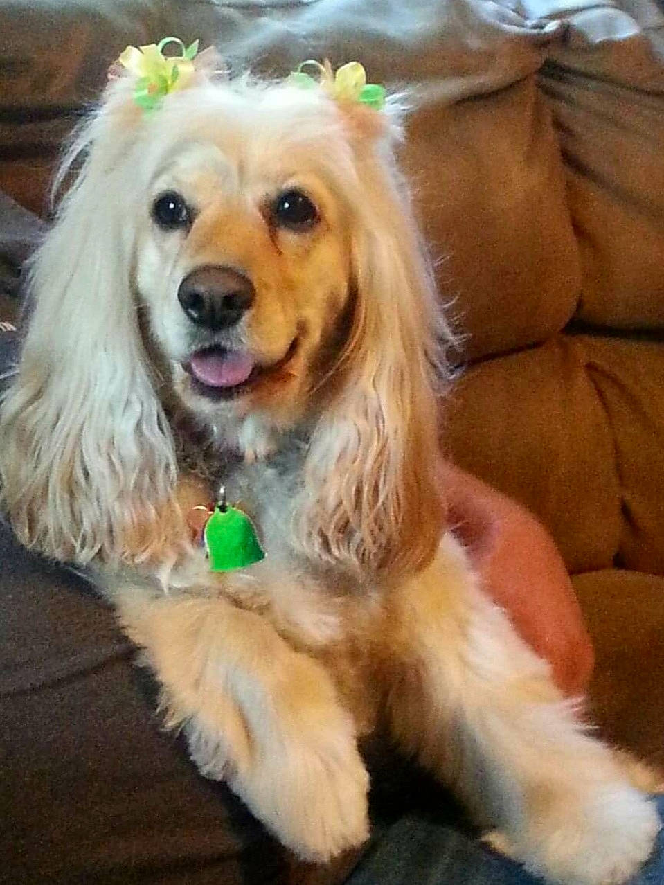 Sadie is registered to the contest to win money with this photo: canidae, carnivore, companion_dog, couch, dog, dog_breed, dog_supply, fawn, fur, pillow, snout, sporting_group