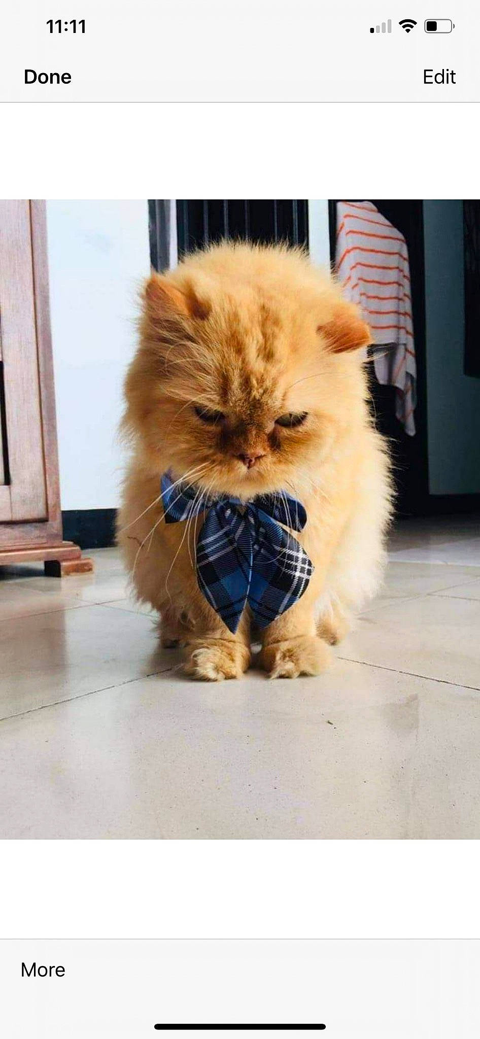 Yoyo joined the competition — help win amazing prizes! carnivore, cat, fawn, felidae, fur, kitten, mammal, munchkin, persian, small_to_medium_sized_cats, whiskers