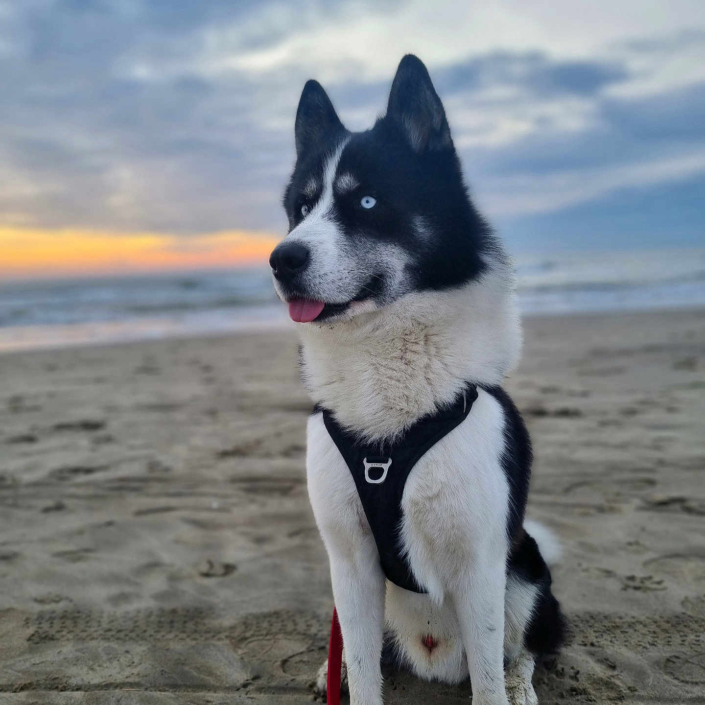 Lou participe au concours pour gagner de l'argent avec cette photo : accessories, animal, beach, canine, coast, dog, eskimodog, harness, husky, leash, nature, outdoors, pet, puppy, sea, shoreline, sky, strap, water, whitedog