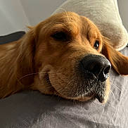 Charly a rejoint le concours — aidez-le/la à gagner de superbes lots ! dog, golden_retriever, close_up, resting, indoor, pet, animal, canine, face, fur, whiskers, pillow, gray, beige, relaxed, sleepy, snout, nose, ear, portrait