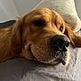 dog, golden_retriever, close_up, resting, indoor, pet, animal, canine, face, fur, whiskers, pillow, gray, beige, relaxed, sleepy, snout, nose, ear, portrait