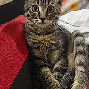 Pita participe au concours pour gagner de l'argent avec cette photo : animal, black, cat, closeup, curious, cute, ears, eyes, fabric, feline, floral_pattern, fur, indoor, paws, pet, red, resting, tabby_kitten, tail, whiskers