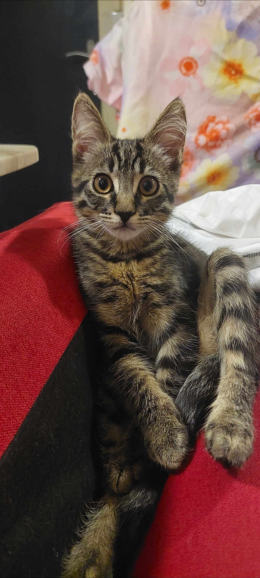 Pita participe au concours pour gagner de l'argent avec cette photo : animal, black, cat, closeup, curious, cute, ears, eyes, fabric, feline, floral_pattern, fur, indoor, paws, pet, red, resting, tabby_kitten, tail, whiskers