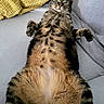 animal, belly, belly_up, blanket, cat, couch, ears, funny_pose, green_eyes, indoors, lying_down, paws, pet, pillows, portrait, relaxed, sofa, striped_fur, tabby_cat, whiskers