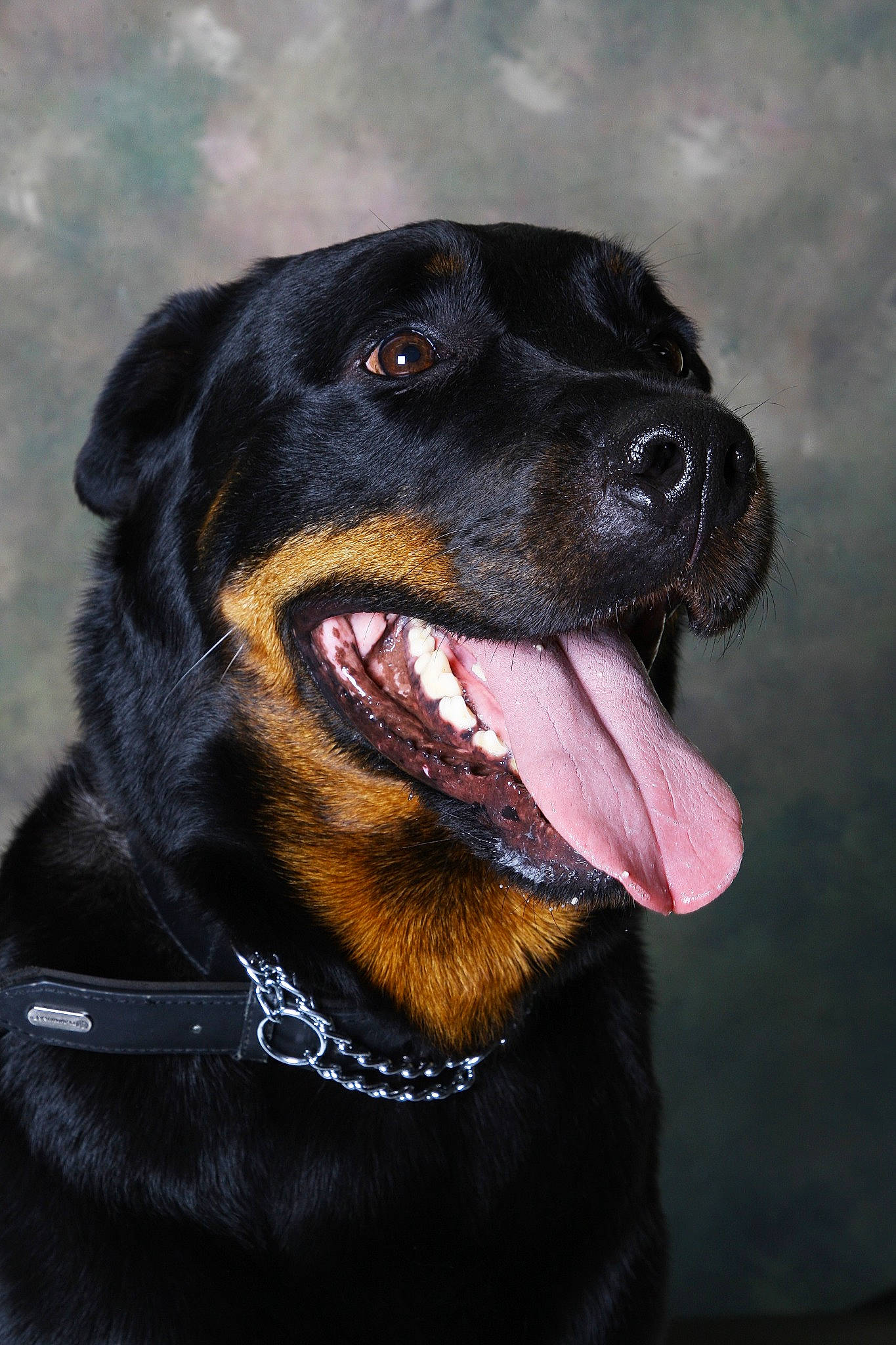 Mayron participe au concours pour gagner de l'argent avec cette photo : borador, canidae, carnivore, collar, companion_dog, dog, dog_breed, dog_collar, electric_blue, fur, guard_dog, hunting_dog, snout, sporting_group, whiskers, working_animal, working_dog