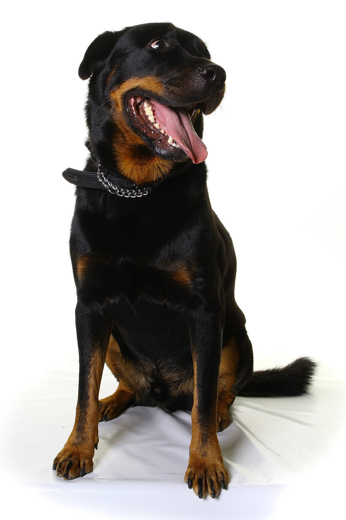 Mayron participe au concours pour gagner de l'argent avec cette photo : borador, canidae, carnivore, companion_dog, dog, dog_breed, dog_collar, guard_dog, hound, hunting_dog, liver, paw, rottweiler, snout, sporting_group, terrestrial_animal, working_animal, working_dog