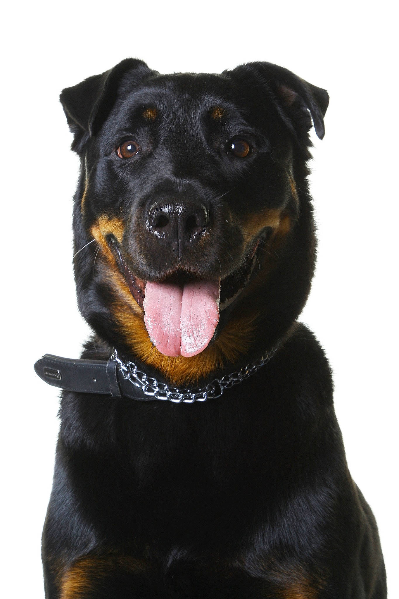 Mayron a rejoint le concours — aidez-le/la à gagner de superbes lots ! borador, canidae, carnivore, collar, companion_dog, dog, dog_breed, dog_collar, fur, guard_dog, hunting_dog, pet_supply, puppy, snout, sporting_group, terrestrial_animal, whiskers, working_animal, working_dog