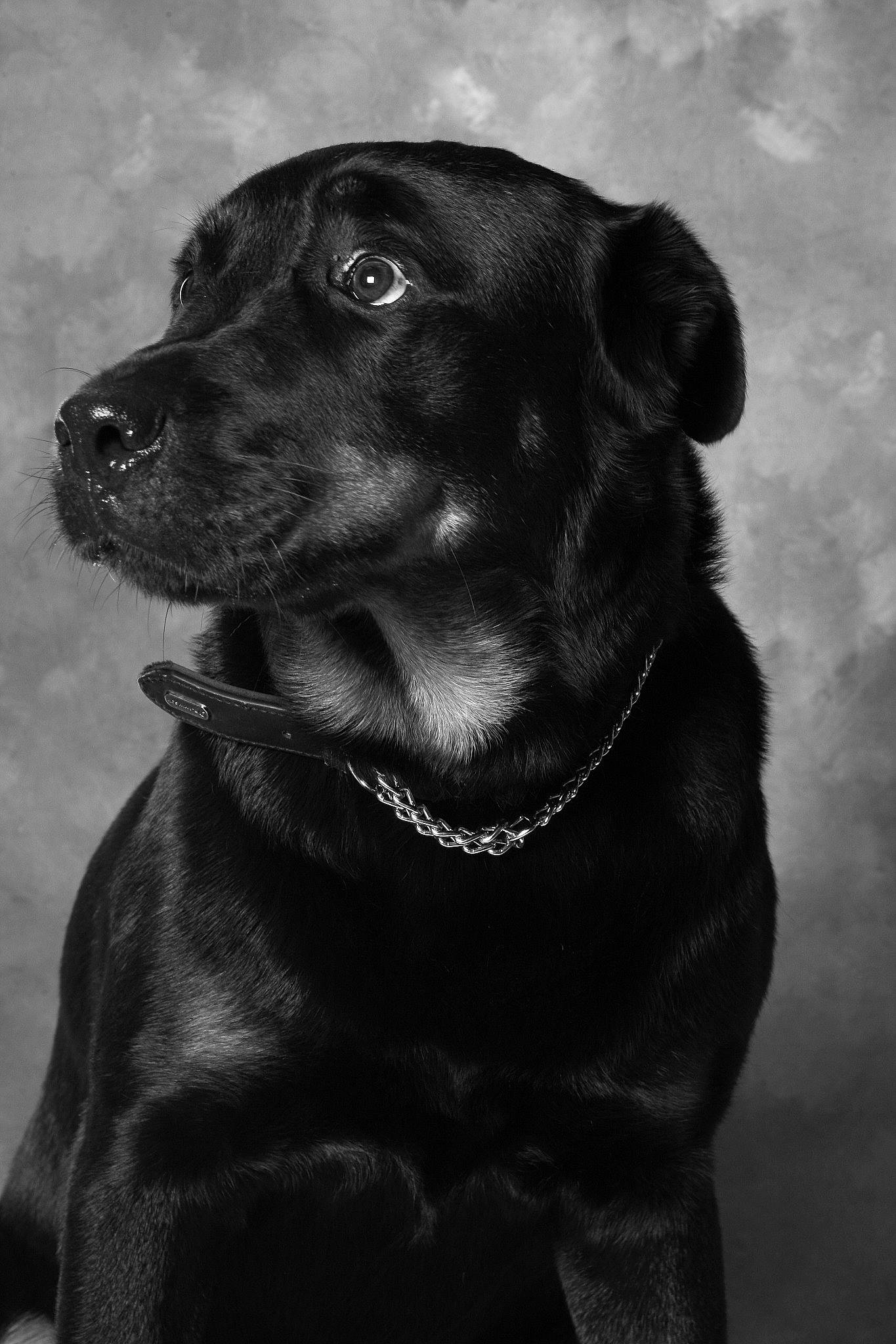 Mayron participe au concours pour gagner de l'argent avec cette photo : black_and_white, canidae, carnivore, close_up, cloud, collar, companion_dog, dog, dog_breed, dog_collar, flash_photography, fur, monochrome, monochrome_photography, retriever, snout, sporting_group, style, whiskers, working_animal