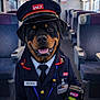 Aizen a rejoint le concours — aidez-le/la à gagner de superbes lots ! badge, canine, costume, cute, dog, employee, hat, indoor, name_tag, posing, public_transport, rottweiler, seats, service, smiling, ticket_machine, train_conductor, train_interior, transportation, uniform
