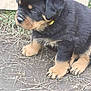 puppy, rottweiler, dog, young, fluffy, outdoor, grass, dirt, cute, pet, animal, black_and_tan, fur, ears, paws, collar, closeup, portrait, sitting, nature