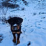 animal, black_and_brown, cold, curious, cute, daylight, dog, fur, landscape, mountains, nature, outdoor, pet, playful, puppy, rottweiler, snow, walking, winter, young