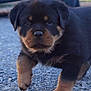 Aizen participe au concours pour gagner de l'argent avec cette photo : puppy, rottweiler, dog, animal, cute, walking, outdoor, gravel, fur, close_up, pet, young, black_and_tan, mammal, canine, portrait, playful, paw, small, adorable