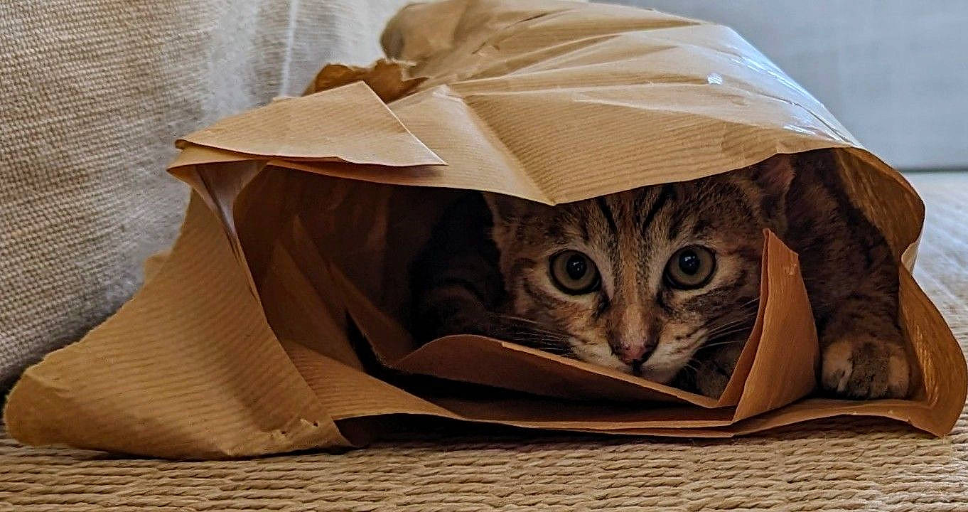 Suzie participe au concours pour gagner de l'argent avec cette photo : bag, carnivore, cat, comfort, costume_hat, domestic_short_haired_cat, fashion_accessory, fawn, fedora, felidae, fur, hat, linens, paper, paper_bag, paper_product, sleeve, small_to_medium_sized_cats, sun_hat, whiskers