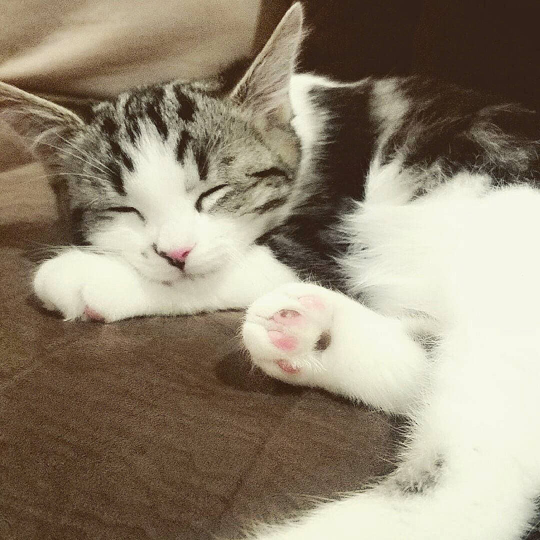 Athena is registered to the contest to win money with this photo: carnivore, cat, claw, cloud, comfort, domestic_short_haired_cat, felidae, fur, love, meteorological_phenomenon, nap, paw, sky, sleep, small_to_medium_sized_cats, snout, tail, whiskers, wood