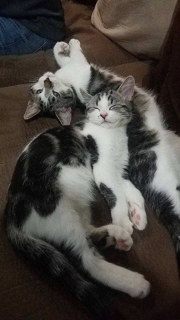 Athena joined the competition — help win amazing prizes! carnivore, cat, claw, cloud, comfort, domestic_short_haired_cat, felidae, fur, love, mammal, metal, nap, paw, sky, sleep, small_to_medium_sized_cats, snout, tail, vertebrate, whiskers