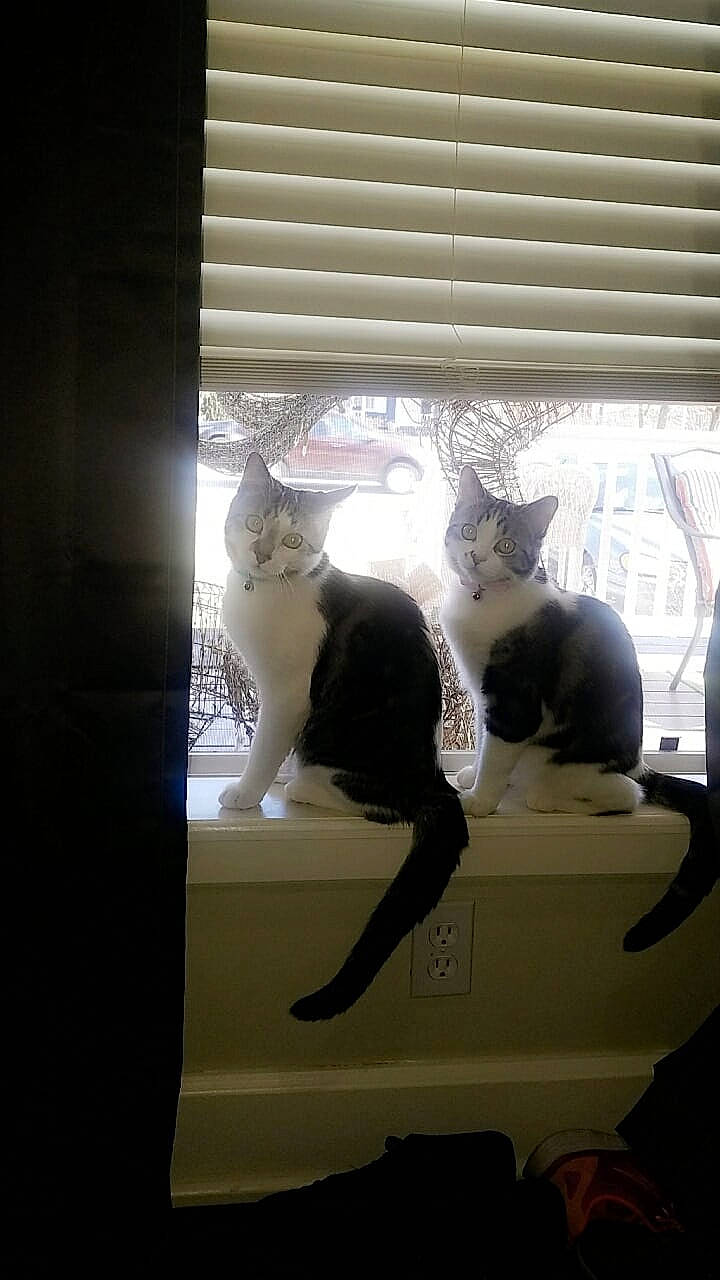 Athena joined the competition — help win amazing prizes! carnivore, cat, comfort, darkness, felidae, fixture, fur, glass, room, shade, shadow, small_to_medium_sized_cats, tail, tints_and_shades, whiskers, window, window_blind, window_covering, window_treatment, wood