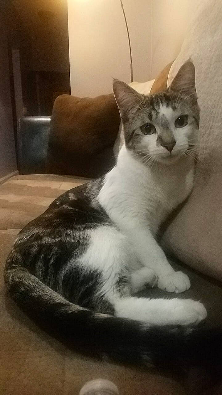 Ares is registered to the contest to win money with this photo: carnivore, cat, cat_supply, comfort, domestic_short_haired_cat, felidae, foot, fur, monochrome_photography, paw, pet_supply, sitting, small_to_medium_sized_cats, snout, tail, whiskers