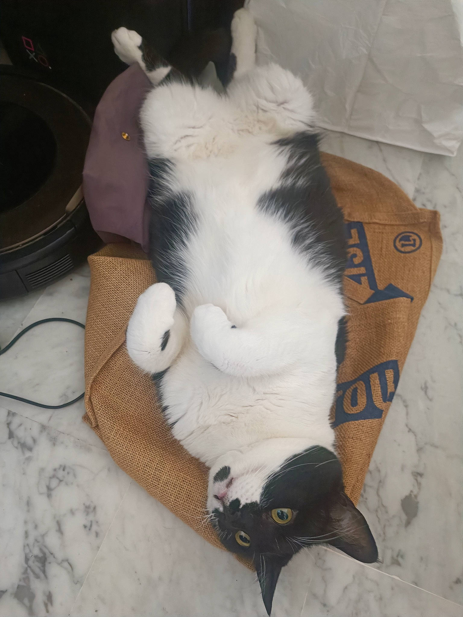 Batman participe au concours pour gagner de l'argent avec cette photo : box, cardboard, carnivore, cat, cat_supply, claw, comfort, domestic_short_haired_cat, felidae, fur, linens, packaging_and_labeling, paw, pet_supply, small_to_medium_sized_cats, snout, tail, whiskers, wood