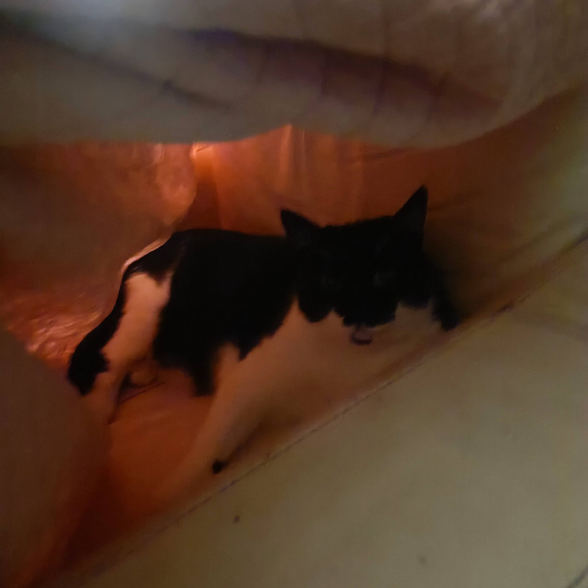 Batman a rejoint le concours — aidez-le/la à gagner de superbes lots ! carnivore, cat, domestic_short_haired_cat, felidae, fur, gesture, room, shadow, small_to_medium_sized_cats, tail, whiskers, wood