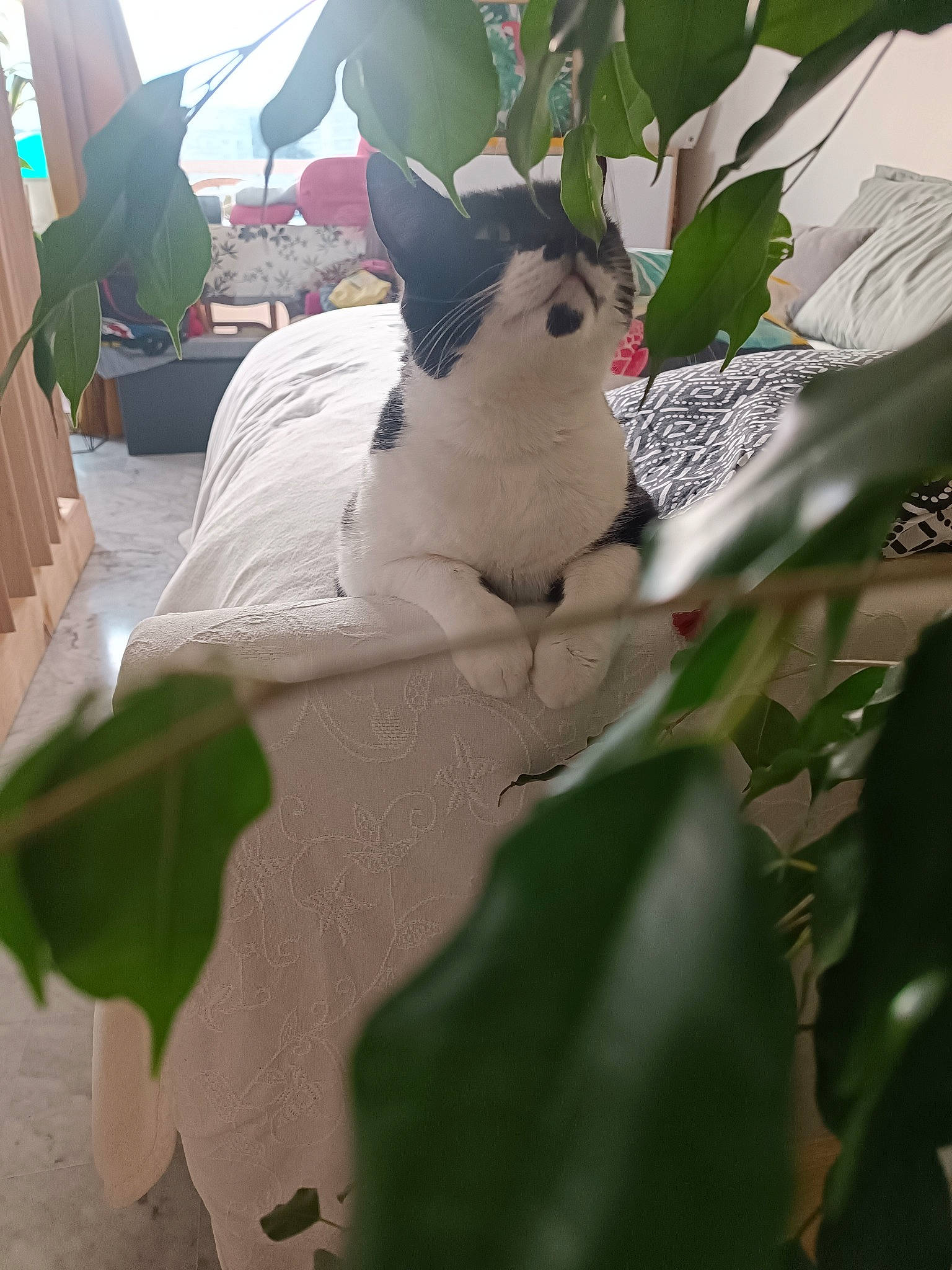 Batman participe au concours pour gagner de l'argent avec cette photo : carmine, carnivore, cat, collar, comfort, companion_dog, dog_breed, fawn, felidae, flooring, grass, leaf, light, line, linens, plant, small_to_medium_sized_cats, tail, twig, whiskers