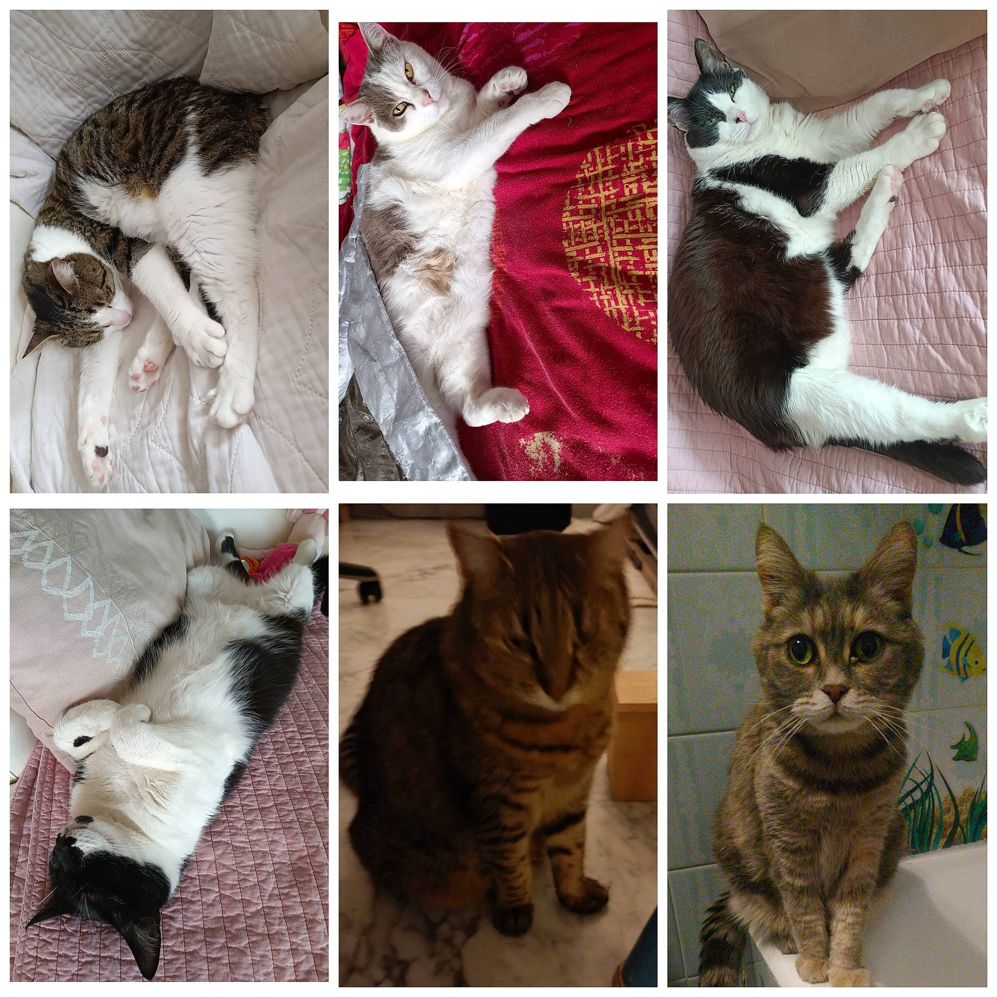 Hola participe au concours pour gagner de l'argent avec cette photo : art, carnivore, cat, collage, domestic_short_haired_cat, felidae, font, fur, mammal, paw, photo_caption, photograph, rectangle, small_to_medium_sized_cats, snapshot, snout, tail, vertebrate, whiskers, wildlife