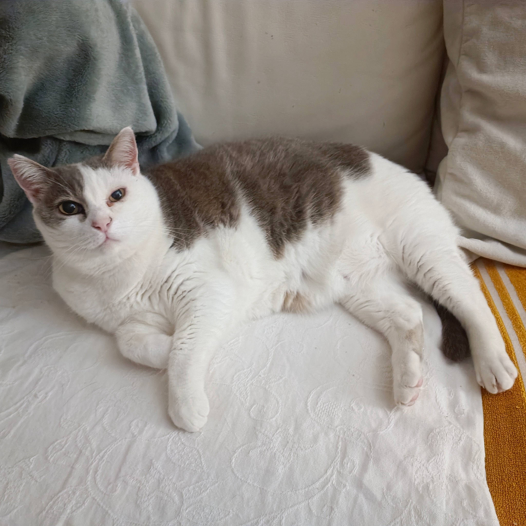 Jack participe au concours pour gagner de l'argent avec cette photo : carnivore, cat, claw, comfort, domestic_short_haired_cat, felidae, flooring, fur, grey, hardwood, human_leg, linens, paw, sitting, small_to_medium_sized_cats, snout, tail, whiskers, wood