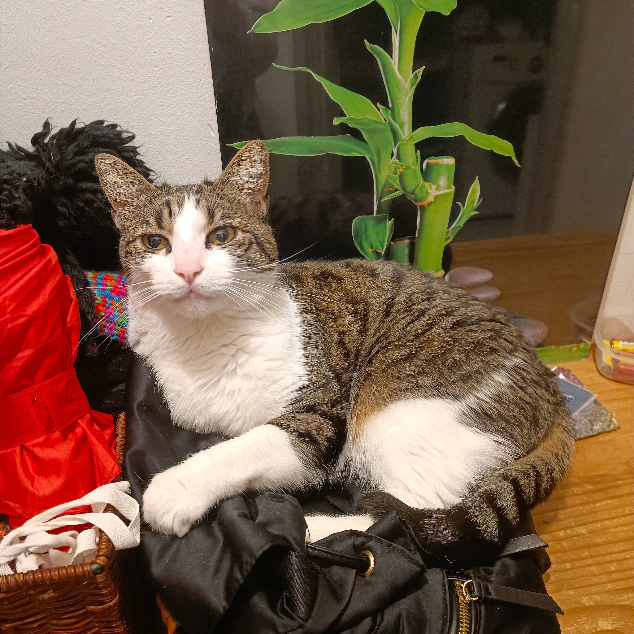 Hator participe au concours pour gagner de l'argent avec cette photo : carnivore, cat, claw, comfort, domestic_short_haired_cat, felidae, flooring, flowerpot, fur, grass, herb, houseplant, paw, plant, sitting, small_to_medium_sized_cats, snout, tail, terrestrial_animal, whiskers