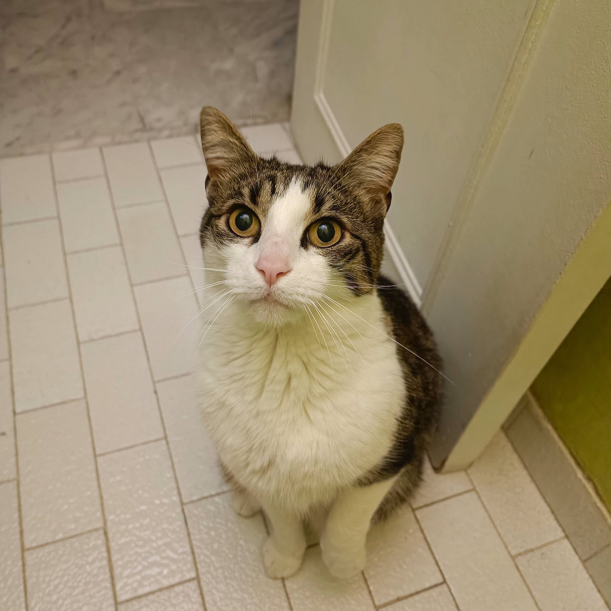 Hator a rejoint le concours — aidez-le/la à gagner de superbes lots ! carnivore, cat, domestic_short_haired_cat, door, felidae, flooring, fur, paw, road_surface, sitting, small_to_medium_sized_cats, tail, terrestrial_animal, whiskers, window