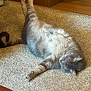 Claire joined the competition — help win amazing prizes! cat, tabby, carpet, stretching, indoor, relaxed, feline, pet, gray, fur, whiskers, floor, box, cardboard, home, animal, sleepy, cute, paw, resting
