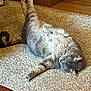 cat, tabby, carpet, stretching, indoor, relaxed, feline, pet, gray, fur, whiskers, floor, box, cardboard, home, animal, sleepy, cute, paw, resting