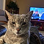Claire is registered to the contest to win money with this photo: cat, gray_cat, indoor, close_up, living_room, furniture, television, blurred_background, whiskers, pet, cozy, relaxed, feline, animal, domestic_cat, home, soft_light, resting, face, ears