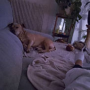 Larko a rejoint le concours — aidez-le/la à gagner de superbes lots ! dog, couch, blanket, plant, indoor, relaxing, sleeping, foot, home, furniture, soft, cozy, pet, resting, living_room, carpet, toy, pillow, human, quiet