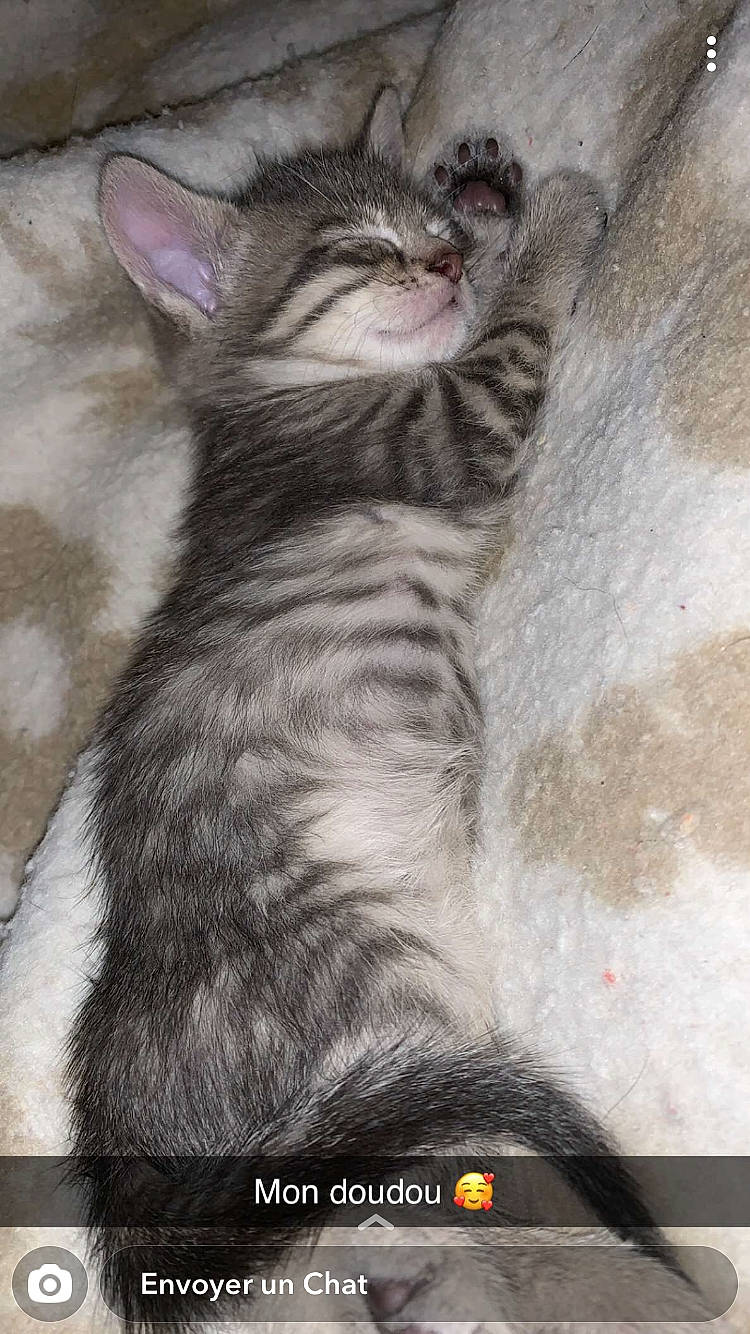 Grizou a rejoint le concours — aidez-le/la à gagner de superbes lots ! american_shorthair, asian, carnivore, cat, domestic_short_haired_cat, egyptian_mau, european_shorthair, felidae, fur, kitten, mammal, norwegian_forest_cat, photo_caption, small_to_medium_sized_cats, tabby_cat, whiskers