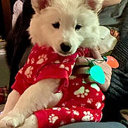 Claire Bear joined the competition — help win amazing prizes! couch, cozy, cute, dog, fuzzy, green_light, hand, holding, holiday_lights, indoor, onesie, orange_light, paw_print, person, pet, puppy, red_clothing, sitting, warm, white_fur