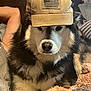 Ripley joined the competition — help win amazing prizes! american_flag, animal, black_and_white, blanket, cap, closeup, couch, cozy, dog, face, fluffy, furry, hat, human_arm, indoor, nose, pet, plush_toy, relaxed, resting