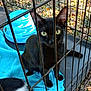 animal, black_cat, blue_pet_toy, blue_towel, cage, cat, closeup, curious, daylight, feline, fur, leaves, metal_bars, nature, outdoor, pet, play, sitting, whiskers, yellow_eyes