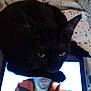 Lady Spencer is registered to the contest to win money with this photo: animal, baby, cat, computer, computerhardware, couch, electronics, face, furniture, hardware, head, laptop, monitor, pc, person, pet, photography, portrait, screen, tabletcomputer