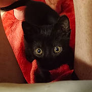 Lady Spencer is registered to the contest to win money with this photo: animal, black_cat, close_up, companionship, curious, cute, domestic_animal, eyes, feline, fur, indoor, kitten, legs, looking_up, pet, playful, red_blanket, soft_texture, whiskers, young_cat