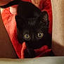animal, black_cat, close_up, companionship, curious, cute, domestic_animal, eyes, feline, fur, indoor, kitten, legs, looking_up, pet, playful, red_blanket, soft_texture, whiskers, young_cat