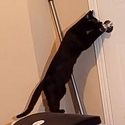 Lady Spencer is registered to the contest to win money with this photo: abyssinian, animal, blackcat, cat, egyptiancat, kitten, pet