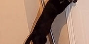 Lady Spencer is registered to the contest to win money with this photo: abyssinian, animal, blackcat, cat, egyptiancat, kitten, pet