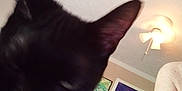 Lady Spencer joined the competition — help win amazing prizes! adult, animal, blackcat, cat, cross, face, head, indoors, kitten, lamp, light, lighting, male, man, person, pet, photography, portrait, selfie, symbol