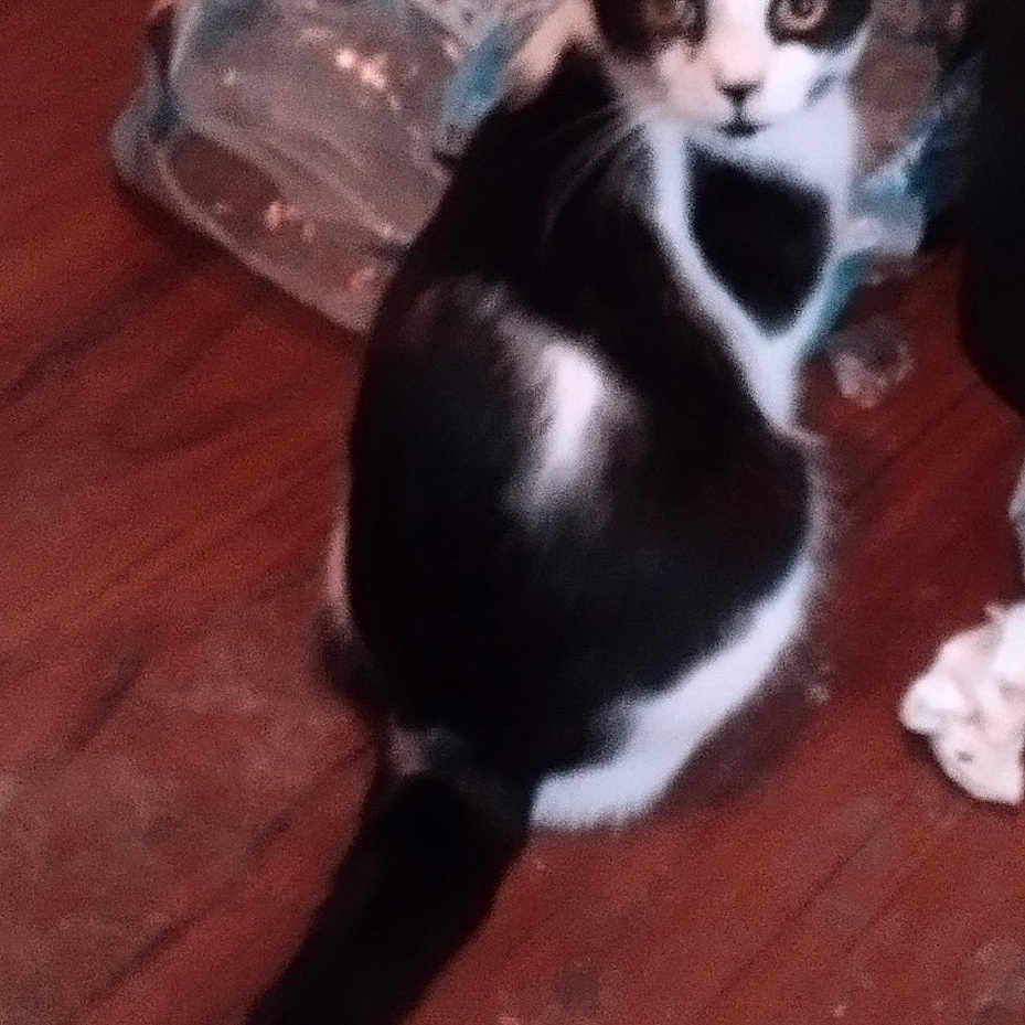 Kozmo Kow joined the competition — help win amazing prizes! abyssinian, animal, architecture, blackcat, canine, cat, dog, furniture, hardwood, husky, indoors, kitten, manx, person, pet, plywood, siamese, sleeping, stainedwood, wood