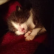 Kozmo Kow joined the competition — help win amazing prizes! animal, blanket, cat, closeup, cozy, cute, feline, fur, indoors, kitten, paw, peaceful, pet, resting, sleeping, small, snuggled, soft, warm, whiskers