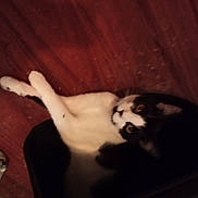 Kozmo Kow joined the competition — help win amazing prizes! animal, armchair, bodypart, canine, cat, chair, dog, finger, furniture, hand, hardwood, husky, indoors, interiordesign, kitten, manx, person, pet, plywood, wood