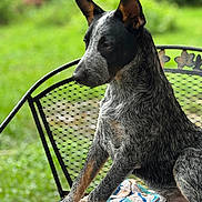 Dutton joined the competition — help win amazing prizes! dog, animal, pet, sitting, chair, towel, outdoor, garden, greenery, metal, black, grey, speckled, ears, paw, fur, portrait, nature, domestic, canine